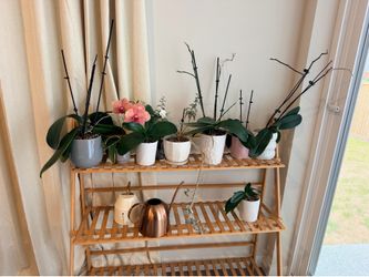 7 orchids