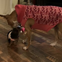 Dog Sweaters 