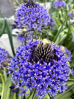 Portuguese squill Peruvian squill(地中海蓝钟花)