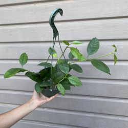 6” hoya multiflora