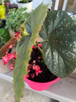 Begonia plant