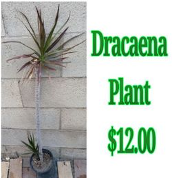 Dracaena Plants