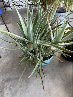 Aloe plant