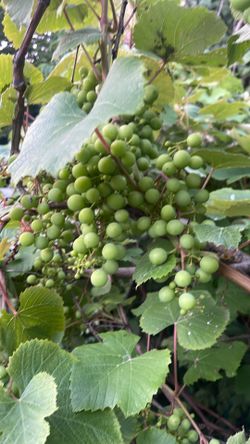 Cold hardy grape tree