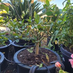 Calamansi plant