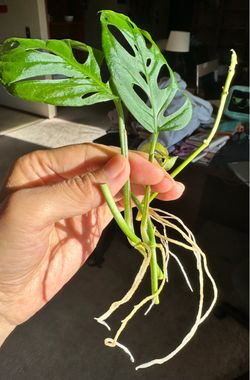 Rooted Monstera Adansonii Cutting