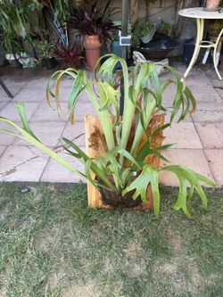 2 Gorgeous Staghorn Ferns Mounted On Redwood, Ready To Hang