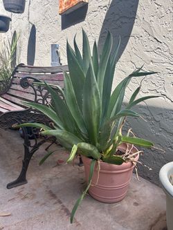 Maguey (agave)