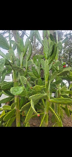Nopal