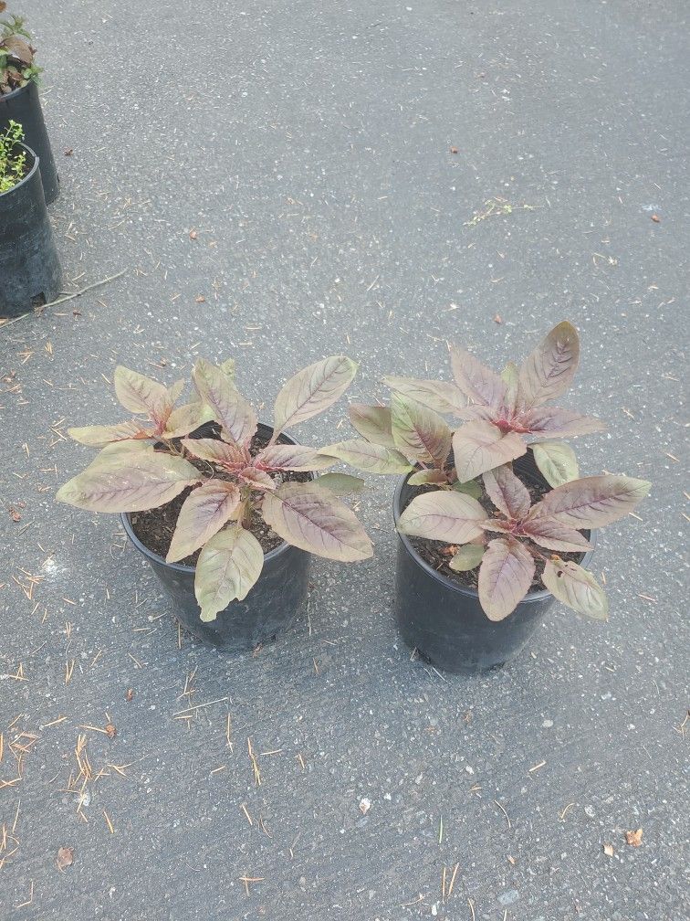 Amaranthus Plant Each $5