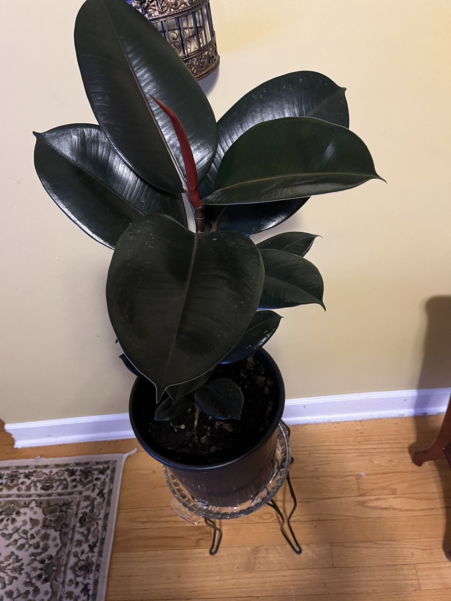 🌴Burgundy Rubber Plant🌴