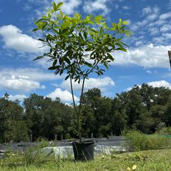Pink Trumpet Tree (Handroanthus impetiginosus)