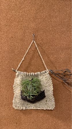 Sky plant