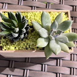 Express your LOVE with Succulents ♥️♥️♥️