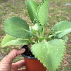 Small Mother Of Thousands Plants 