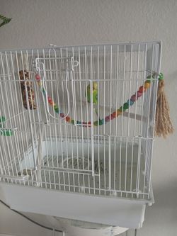 Parakeet