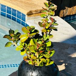 Red Jade Plant in Black Pot