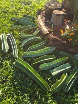 Fresh Peruvian Apple Cactus Cuttings – Large Lot