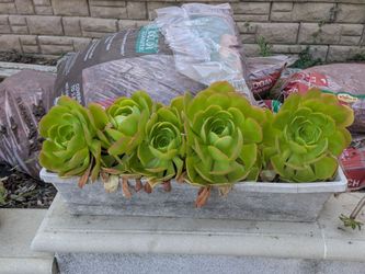 Five Green Aeonium Succulents in Planter located in Rosemead