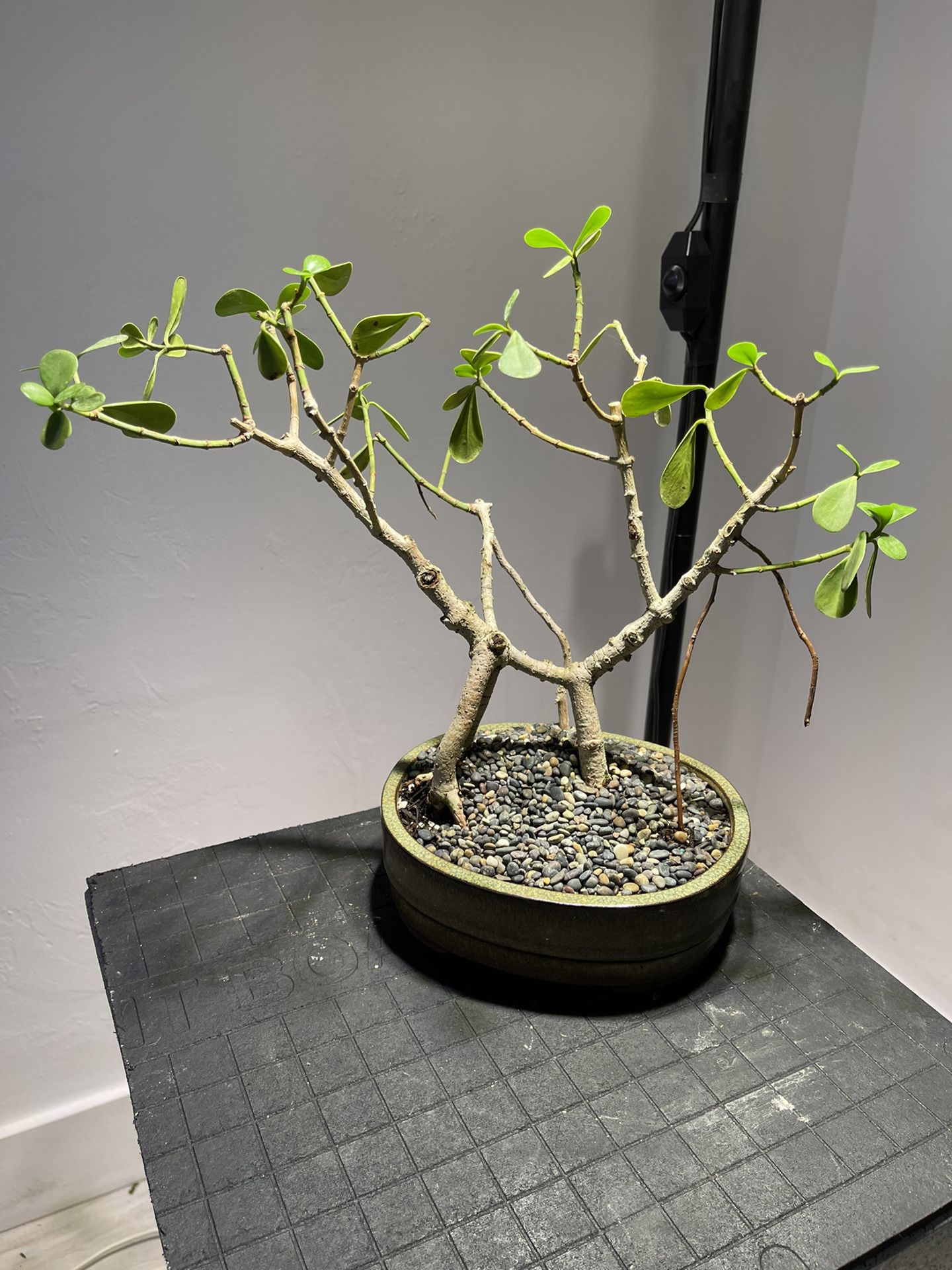 Jade Tree Bonsai