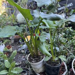 Calla Lilies Plant 1 Gallon Container. $5 Each.