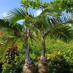 Double Bottle Palm 45gl $450🌴🌴