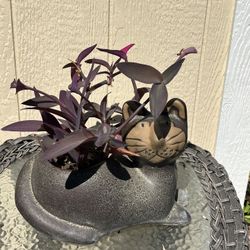 Cat  Planter With Purple Heart Succulents