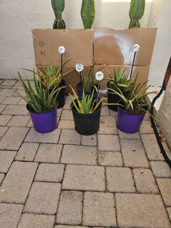 Aloe 3 for $10