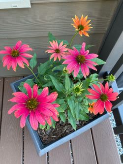 Potted perennial Daisies