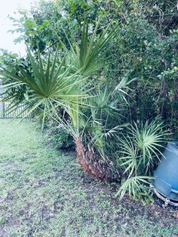 Saw Palmetto plants $125.00 EACH, CASH, TEXT FOR PRICES. All plants are on ground and must be pulled out for replanting. Plants in pots $15.00 EACH.