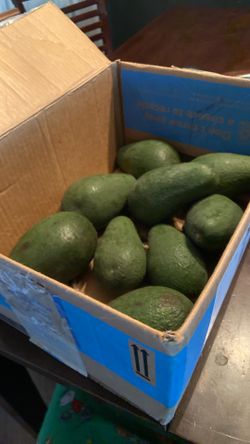 Homegrown Fallbrook Fuerte Avocados