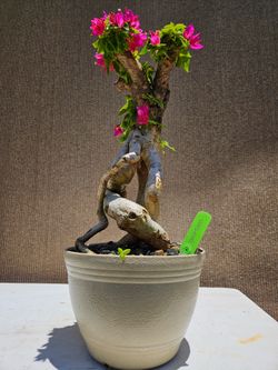 Old Bougainvillea RED   Bonsai Tree