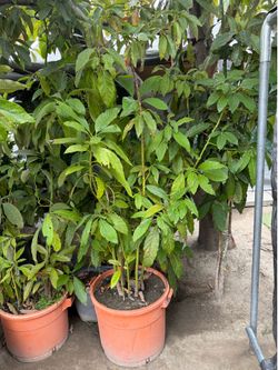 Avocado Trees