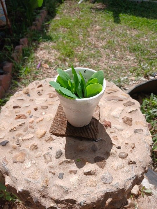 succulent