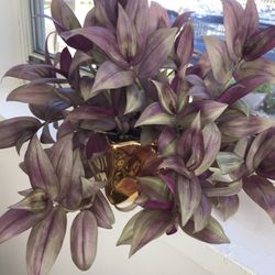 Wandering JEwel Plant