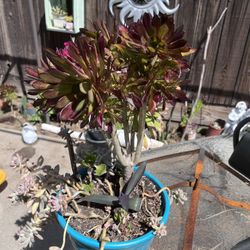 Beautiful Arrangements Of Succulents With Bright Colors