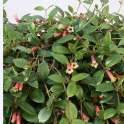 Codonanthus Tambourine Plant In 6” Pot 
