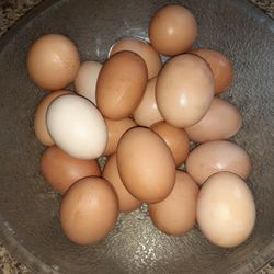 Organic Eggs 
