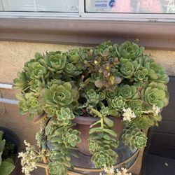 succulent plants