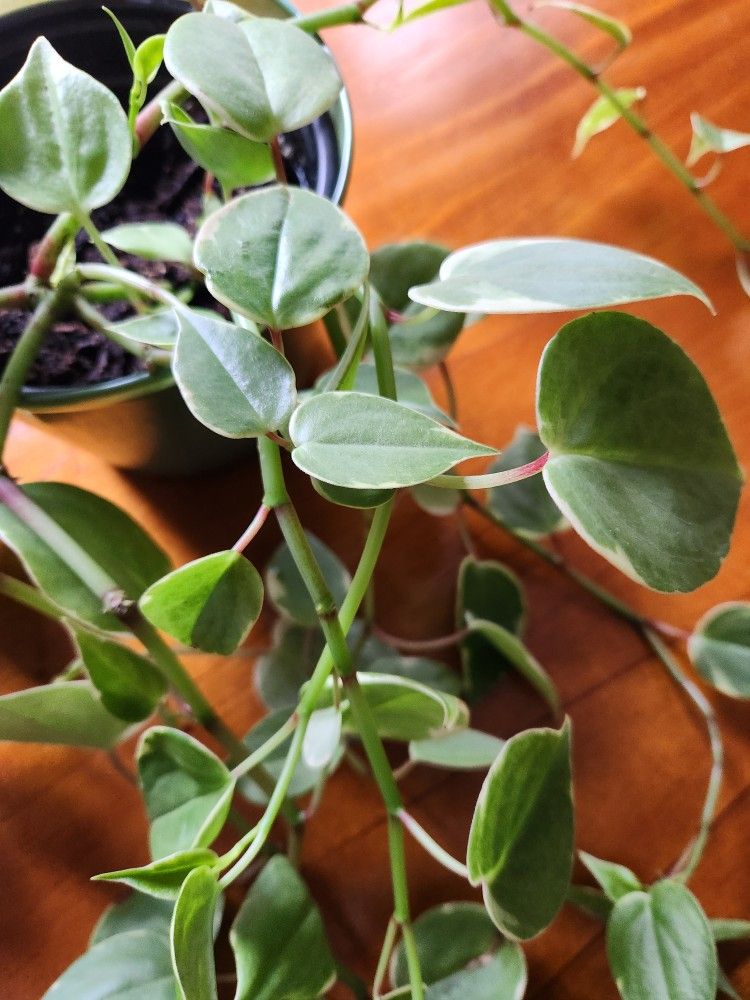 Vining Peperomia Indoor Plant in green decorative pot