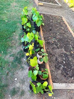 Monstera Deliciosa Plants - well rooted