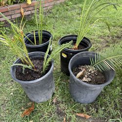 Small Palm Trees