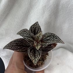 Sonerila sp. Magenta