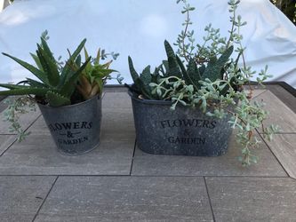 Gasteria, Tiger tooth aloes & ice plants in 2 cute pots