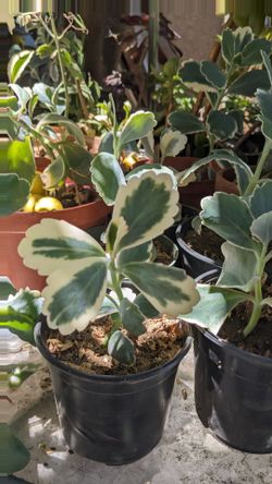 Rainbow kalanchoe