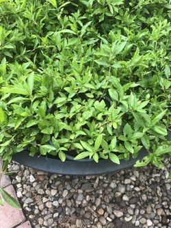 Mukunuwenna/Ponnunkani/ Copperleaf plant