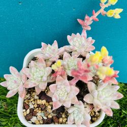 Rare Dudleya gnoma S.W.McCabe Cluster Live Rooted, get 2 free succulent cuttings 