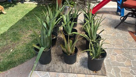 Aloha Vera(Sábila) for sale