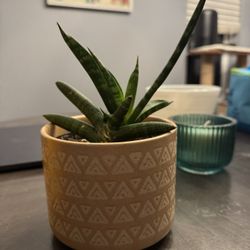 Snake plant with Pot 