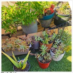 Potted Succulents and Cacti plants for Sale